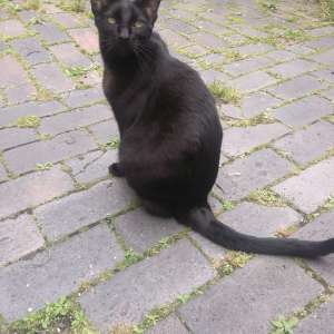 Lost: Lost Black cat Ninje slaughter hill,crewe to alsager 11/08/19