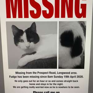 Lost: my cat Fudge has been missing since sunday 19th april 2020