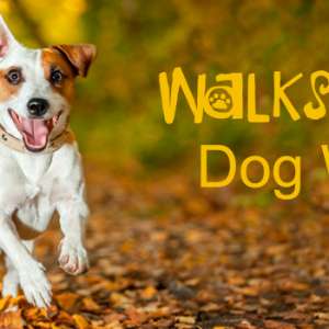 Walks 4 Legs Dog Walking Service
