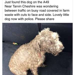 Found: Dog found