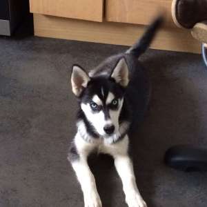 Lost: Husky dog (distinctive black and white markings with blue eyes)