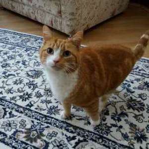 Lost: Ginger and white cat