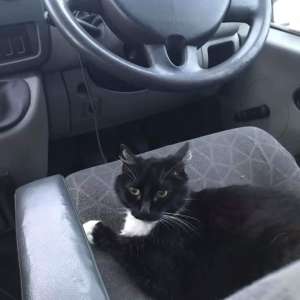 Lost: small black and white cat, quite/skinny, called Jess