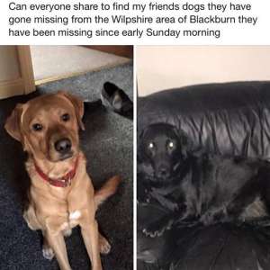 2 missing dogs in Brownhill, Blackburn
