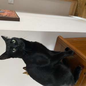 Found: Black cat